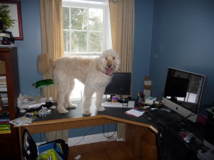 Shaggy on Desk